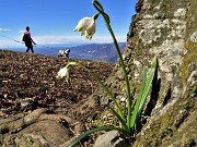 Festa di fiori sui dirimpettai Monti Ocone e Tesoro dalla Forcella Alta al Pertus – 11mar23- FOTOGALLERY